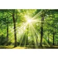 Produktbild: Keilrahmenbild WALD - 118x78 cm Wandbild Grafik Poster