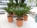 Produktbild: XL Premium Palmfarn 70 - 90 cm Cycas Revoluta Sagopalme Palme, innen + außen