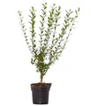 Produktbild: Dehner Gemeiner Liguster, Ligustrum vulgare, für 10 Meter Hecke, ca. 60-100 cm, 40 x 3 l Topf, Heckenpflanze