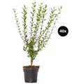 Produktbild: Dehner Hecken Gemeiner Liguster, 40 Pflanzen, für 10 Meter Hecke, 60-100 cm, wintergrüne Sichtschutz-Hecke, weiße Blüten ab Juni
