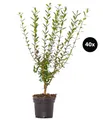 Produktbild: Gemeiner Liguster für 10 Meter Hecke ca. 60-100 cm 40 x 3 l Topf, Dehner