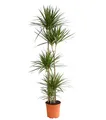 Produktbild: Dehner Drachenbaum, mehrtriebig mit rötlicher Umrandung, ca. 190-200 cm, Ø Topf 27 cm, Zimmerpflanze