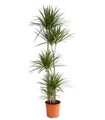 Produktbild: Dehner Zimmerpflanze Drachenbaum, Dracaena marginata, mehrtriebig, rötl. umrandete Blätter