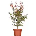 Produktbild: Acer Palmatum Atropurpureum Japanischer Ahorn Rotlaubig 40–60 cm