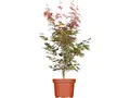 Produktbild: Acer palmatum 'Atropurpureum', Japanischer Ahorn, rotlaubig, 40–60 cm