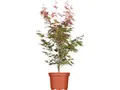 Produktbild: Pflanzen für Dich Gehölze Acer palm. Atropurpureum, 1 St., Roter Fächerahorn, Japanischer Ahorn