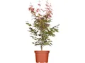 Produktbild: Acer palmatum 'Atropurpureum', Japanischer Ahorn, rotlaubig, 40–60 cm