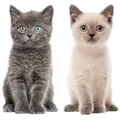 Produktbild: Katzen-Baby Fensterbild Set I lebensecht groß I beidseitig Bedruckt I Fenster-Aufkleber I statisch haftend I Vogel-Schutz I selbstklebend wiederablösbar I dv978