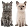 Produktbild: Katzen-Baby Fensterbild Set I beidseitig bedruckte Fenster-Aufkleber I dv_978
