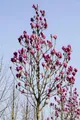 Produktbild: Magnolia 'Cleopatra' 60–80 cm – Winterhart, Mehrjährig, Pflegeleicht – Magnolie – Ziergehölz für Garten & Kübel