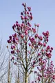 Produktbild: Magnolia 'Cleopatra' -R-, Magnolie, purpurrot, 60–80 cm
