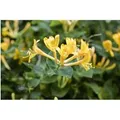 Produktbild: Lonicera Heckrottii Geißblatt Duftend 100–150 cm