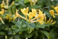 Produktbild: Pflanzen für Dich Kletterpflanze Lonicera heckrottii, 1 St., Heckrott-Geißblatt, Geißschlinge, zweifarbig, duftend