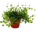 Produktbild: Exotenherz Zimmerpflanze Mühlenbeckia Complexa Kiwi-Knöterich 12cm Topf