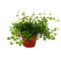 Produktbild: Zimmerpflanze - Mühlenbeckia complexa - Kiwi-Knöterich - 12cm Topf