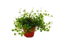 Produktbild: Exotenherz Beetpflanze Zimmerpflanze - Mühlenbeckia complexa - Kiwi-Knöterich - 12cm Topf