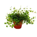 Produktbild: Zimmerpflanze - Mühlenbeckia complexa - Kiwi-Knöterich -  12cm Topf