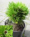 Produktbild: Pinus heldreichii Schmidtii - Schlangenhautkiefer Schmidtii - 15-20cm