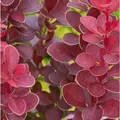 Produktbild: Berberitze Red Hot Chili 10-15cm - Berberis thunbergii