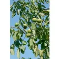 Produktbild: Juglans Regia Lake Walnussbaum 150–200 cm