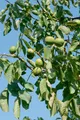 Produktbild: Pflanzen für Dich Gehölze Juglans regia Lake, 1 St., Walnussbaum, Echte Walnuss, Gemeine Walnuss