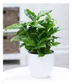 Produktbild: BALDUR Garten Coffea arabica, 1 Pflanze, Kaffeestrauch, die Blüten der Pflanze duften, jede Beere enthält 2 Kaffeebohnen, Zimmerpflanze, Grünpflanze, mehrjährig - frostfrei halten, blühend