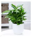 Produktbild: Coffea arabica, 1 Pflanze Kaffeestrauch Zimmerpflanze Zimmerpflanze