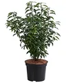 Produktbild: Dehner Portugiesische Lorbeerkirsche, immergrün, ca. 80-90 cm, 10 l Topf, Heckenpflanze