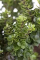 Produktbild: Ilex crenata 'Mariesii', Japanische Stechpalme, immergrün, 30–40 cm