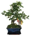Produktbild: Bonsai Fukientee - Carmona microphylla - ca. 6 Jahre