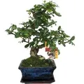 Produktbild: Exotenherz Bonsai Fukientee Carmona Microphylla ca. 6 Jahre