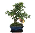 Produktbild: Bonsai Fukientee - Carmona microphylla - ca. 6 Jahre