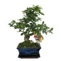Produktbild: Exotenherz - Bonsai Fukientee - Carmona microphylla - ca. 6 Jahre