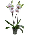 Produktbild: Dehner Zimmerpflanze Schmetterlingsorchidee Goya, 40-50 cm, Ø Topf 12 cm, pink-weiß, zweitriebig, pflegeleicht