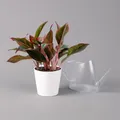 Produktbild: Aglaonema 'Crete', mit Übertopf Dallas weiß, Topf-Ø 12 cm