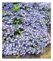 Produktbild: BALDUR Garten 2x Winterharte Zwerg-Hortensien 'Koreana', Pflanzen im 9x9 cm-Topf, Hydrangea marcrophylla, Bodendecker winterhart, pflegeleicht, für Standort im Schatten geeignet, blühend