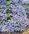 Produktbild: BALDUR Garten Zierstrauch Zwerg-Hortensie 'Koreana', 2 St., Tellerhortensien, reichblühend, winterhart, mehrjährig