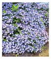 Produktbild: Winterharte Zwerg-Hortensien 'Koreana', Hydrangea marcrophylla, 2 Pflanze