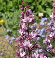 Produktbild: Brennender Busch - Dictamnus albus - lebende Gartenpflanze aus den Baumschulen
