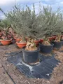 Produktbild: Sunny Tree - Olivenbaum - Olea Europaea - Winterharte Olivenbaum Bonsai 200 cm - 80 Jahre alter Olivenbaum - Fruchttragend