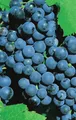 Produktbild: Vitis vinifera Weinrebe Dornfelder | blaue Weintraube Tafeltraube | mittelfrühe