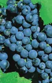 Produktbild: Vitis vinifera Weinrebe Dornfelder | blaue Weintraube Tafeltraube | mittelfr&uum