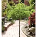Produktbild: Hochstamm Japanische Korkenzieher Lärche Diana 40-60cm - Larix kaempferi