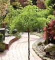 Produktbild: Hochstamm Japanische Korkenzieher Lärche Diana 40-60cm - Larix kaempferi - lebende Gartenpflanze aus den Baumschulen