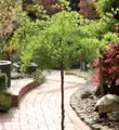 Produktbild: Hochstamm Japanische Korkenzieher Lärche Diana 40-60cm - Larix kaempferi