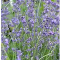 Produktbild: Echter Lavendel Peter Pan - Lavandula angustifolia