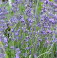 Produktbild: Echter Lavendel Peter Pan - Lavandula angustifolia - lebende Gartenpflanze aus den Baumschulen