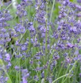 Produktbild: Echter Lavendel Peter Pan - Lavandula angustifolia