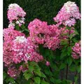 Produktbild: Hochstamm Rispenhortensie Bloody Merry 80-100cm - Hydrangea paniculata