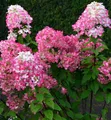Produktbild: Hochstamm Rispenhortensie Bloody Merry 80-100cm - Hydrangea paniculata